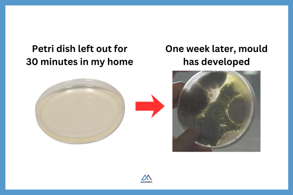 Petri dish showing mould growth after exposure to indoor air for one week.